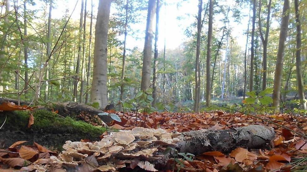 Plus de 25.000 ha de forêts certifiées FSC en Flandre