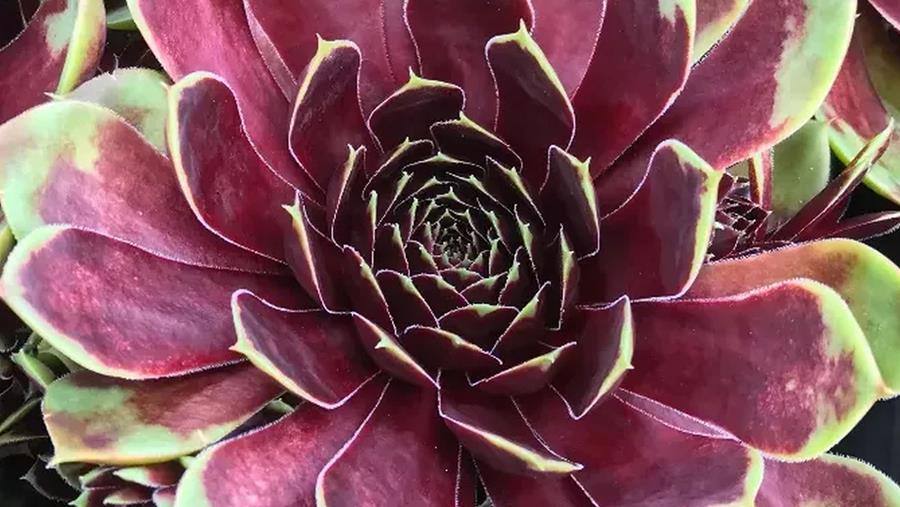 Deze planten winnen gouden Florall Award