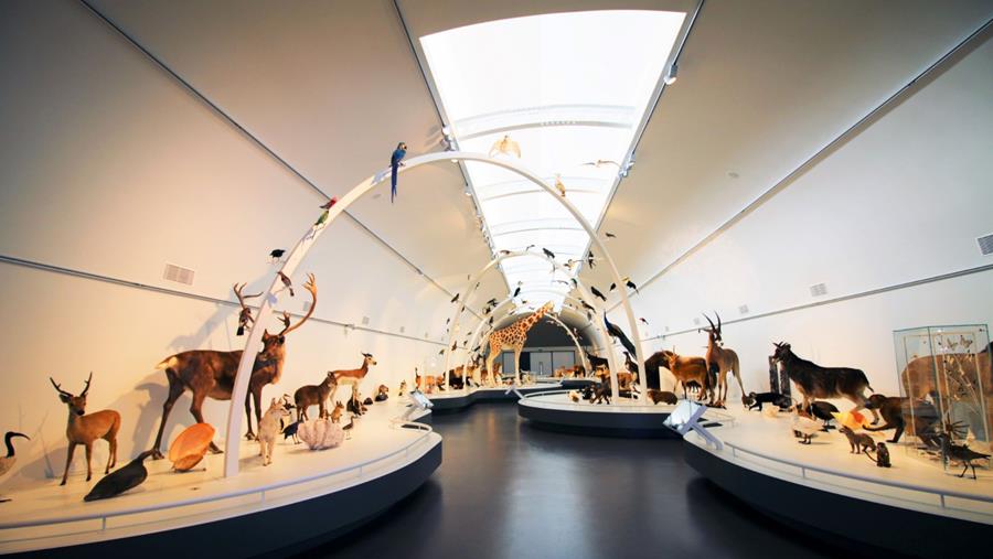 UN PARCOURS DE VISITE OPTIMISÉ ET UN ESPACE RÉNOVÉ AU MUSÉE DES SCIENCES NATURELLES